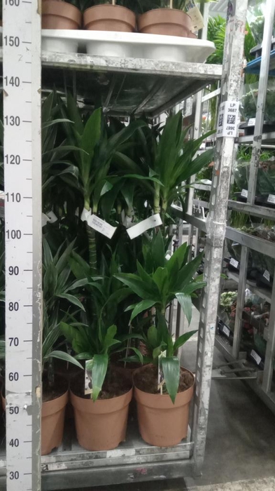 <h4>Dracaena frag. 'Janet Craig'</h4>