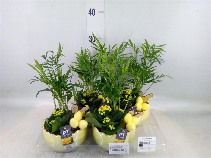 <h4>Arr. Pasen L%</h4>