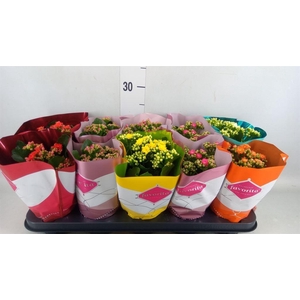 Kalanchoe blos. 'Perfecta'  ..mix 6