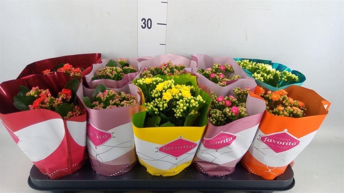 <h4>Kalanchoe blos. 'Perfecta'  ..mix 6</h4>