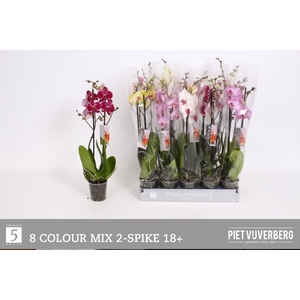 PHAL GEM 8 KL