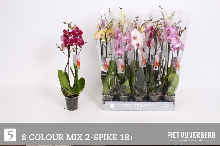 <h4>PHAL GEM 8 KL</h4>