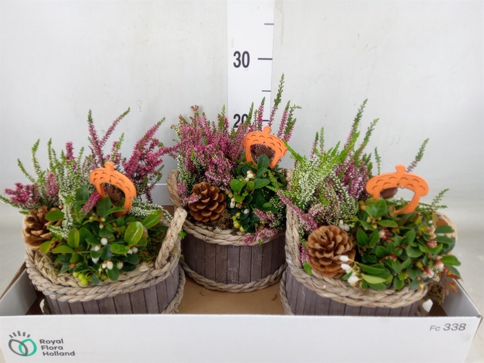 <h4>Arr.   Tuinplanten L%</h4>