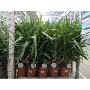 Yucca   ...
