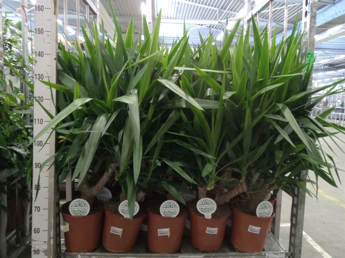 <h4>Yucca   ...</h4>