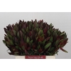 Leucadendron Saf Sunset Dark R.