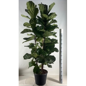 FICUS LYRATA
