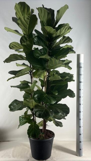 <h4>FICUS LYRATA</h4>
