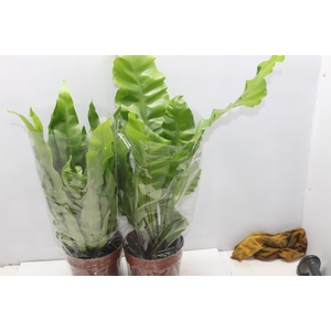 ASPLENIUM VARIADO P17