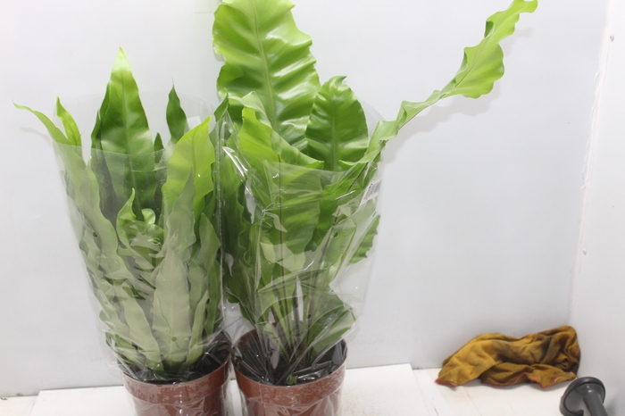 <h4>ASPLENIUM VARIADO P17</h4>