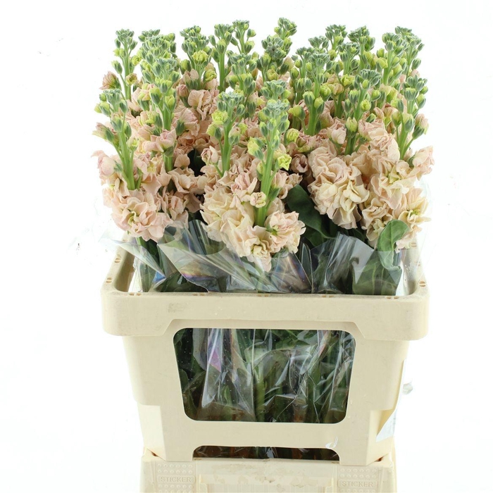 <h4>MATTH IRON APRICOT</h4>