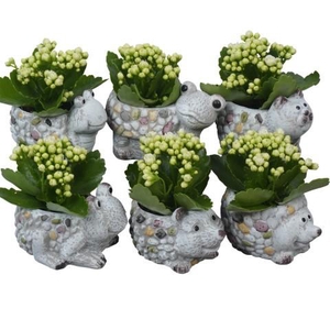 PTSUT8955 Arrangement zomer in dieren pot