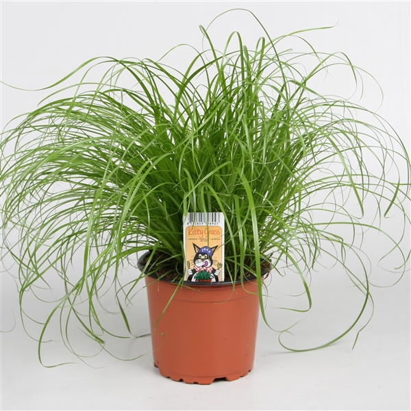 <h4>Cyperus alternifolius Zumula</h4>