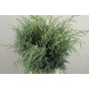 CUPRESSUS ARIZONICA