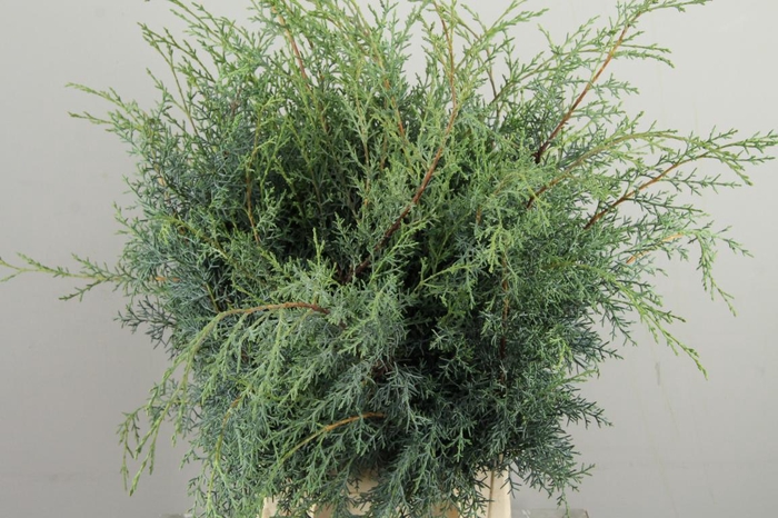 CUPRESSUS ARIZONICA