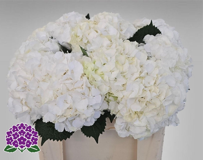 <h4>HYDR M MY AKITO</h4>