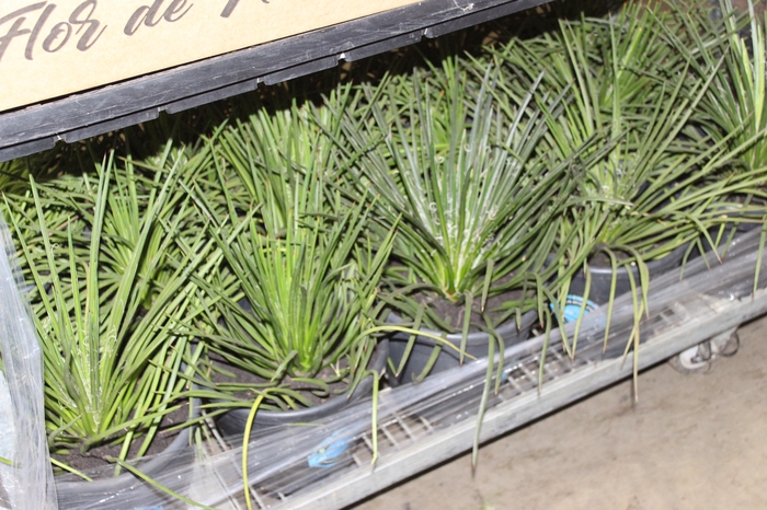 <h4>AGAVE PALITO P24</h4>