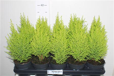 <h4>Cupr Ma Goldc Wilma</h4>