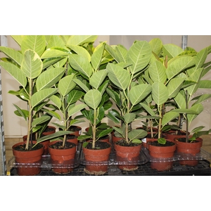 FICUS ALTISSIMA P17