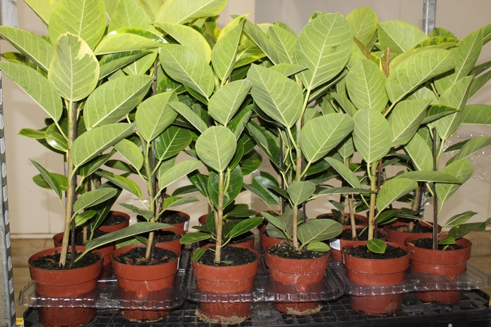 <h4>FICUS ALTISSIMA P17</h4>