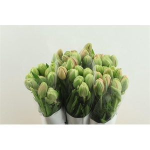 Tu Du Fr Menton Unique