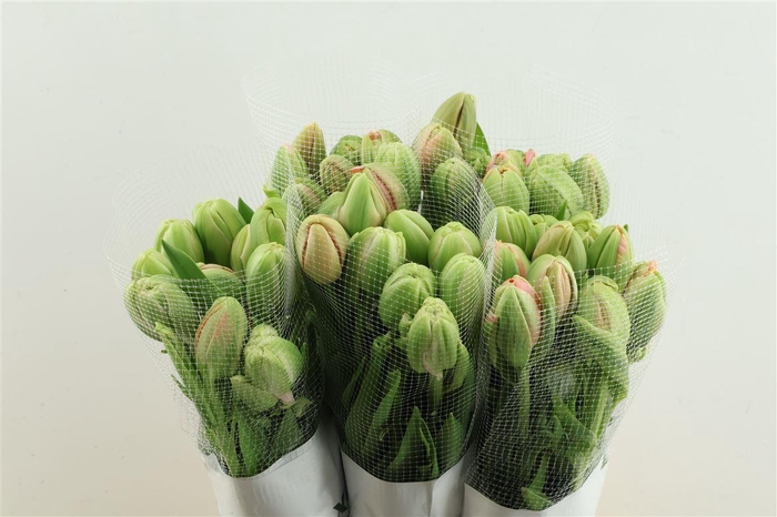 <h4>Tu Du Fr Menton Unique</h4>