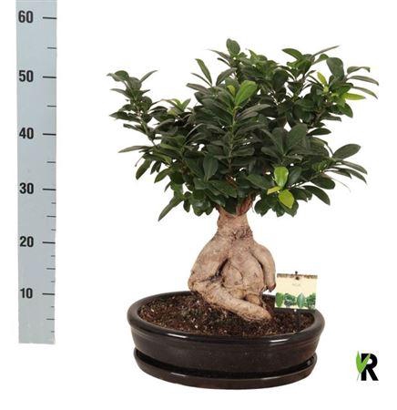 <h4>Fic Mi Ginseng</h4>