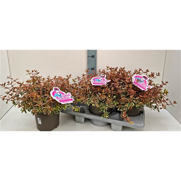 <h4>Abelia Lady Peach 19T</h4>