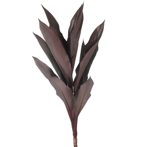 FOLHAGEM DRACENA RUBRA VINHO