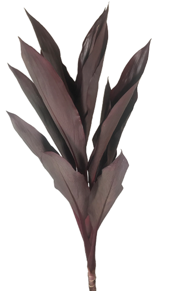 <h4>FOLHAGEM DRACENA RUBRA VINHO</h4>