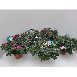 RHODO SI V GEM 6 SRT