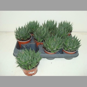 ALOE ARISTATA