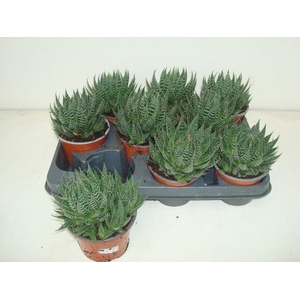ALOE ARISTATA