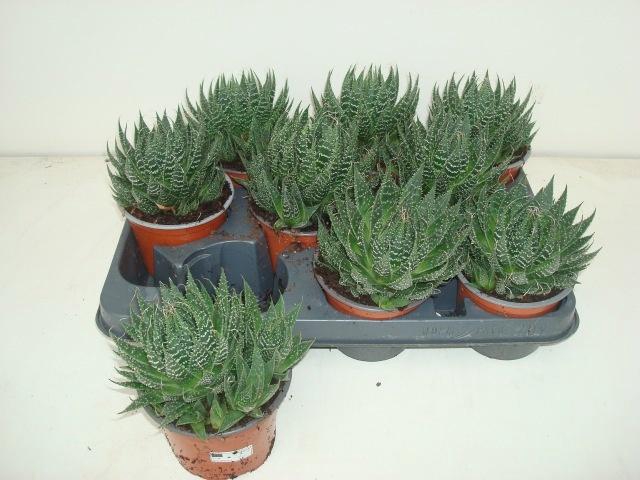 <h4>ALOE ARISTATA</h4>