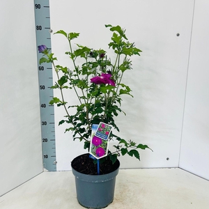 Hibiscus syriacus