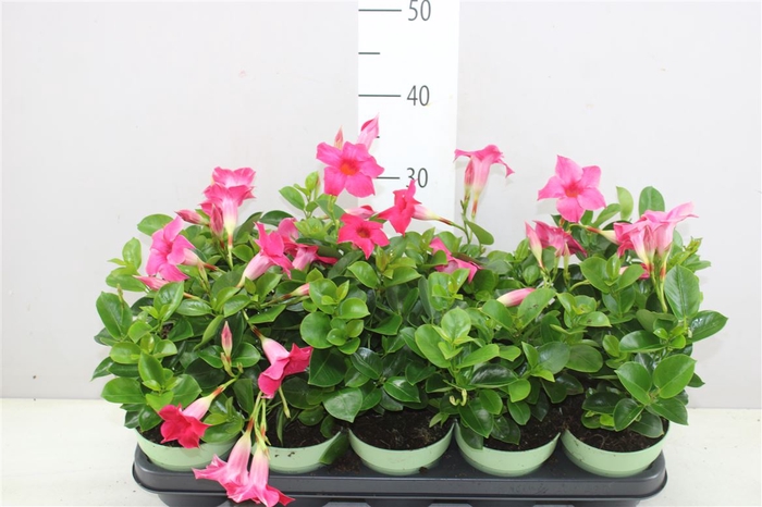 Mandevilla Sun Pink