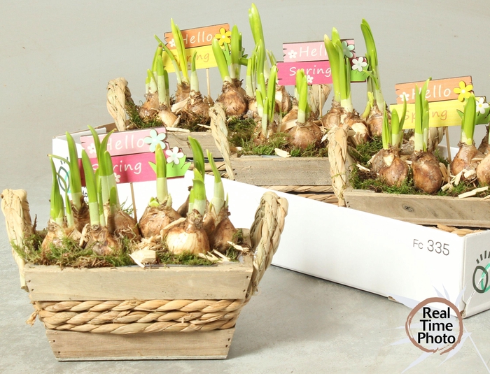 <h4>ARR NARCISSUS</h4>