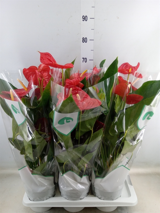 <h4>Anthurium andr. 'Dakota'</h4>