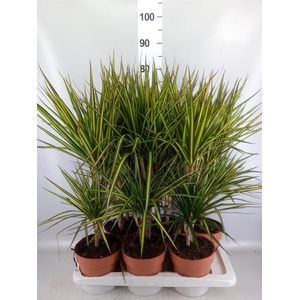 Dracaena marg. 'Sunray'