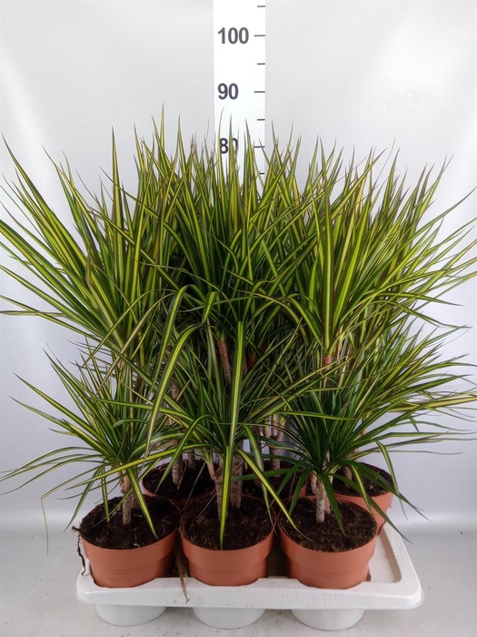 <h4>Dracaena marg. 'Sunray'</h4>