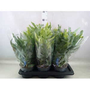 Phlebodium aureum 'Blue Star'
