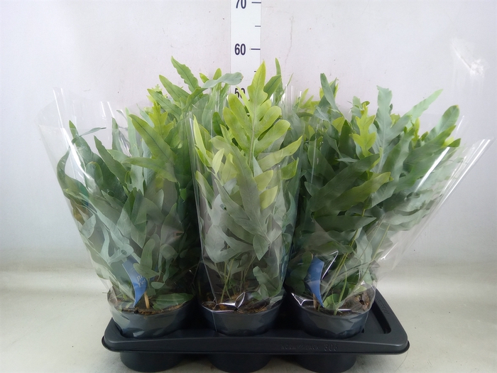 <h4>Phlebodium aureum 'Blue Star'</h4>