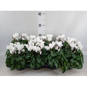 Cyclamen KL 'Carino'