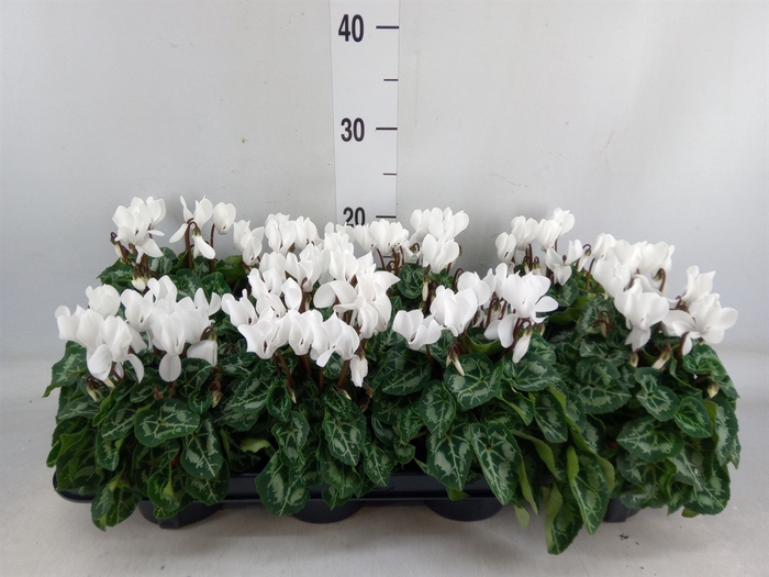 <h4>Cyclamen KL 'Carino'</h4>