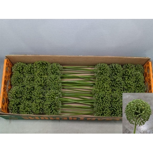 Allium Zaadbollen