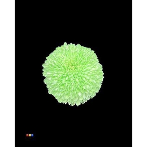 Chr G Superbowl Green