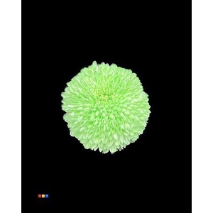 Chr G Superbowl Green