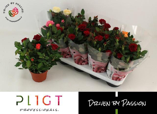 <h4>RO KORDAN GRANDE GEM</h4>