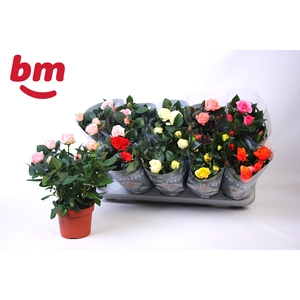 RO B MONDE GEM 6 SRT