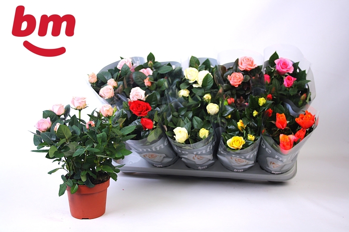 <h4>RO B MONDE GEM 6 SRT</h4>